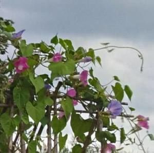 Meet your Posher, Deb